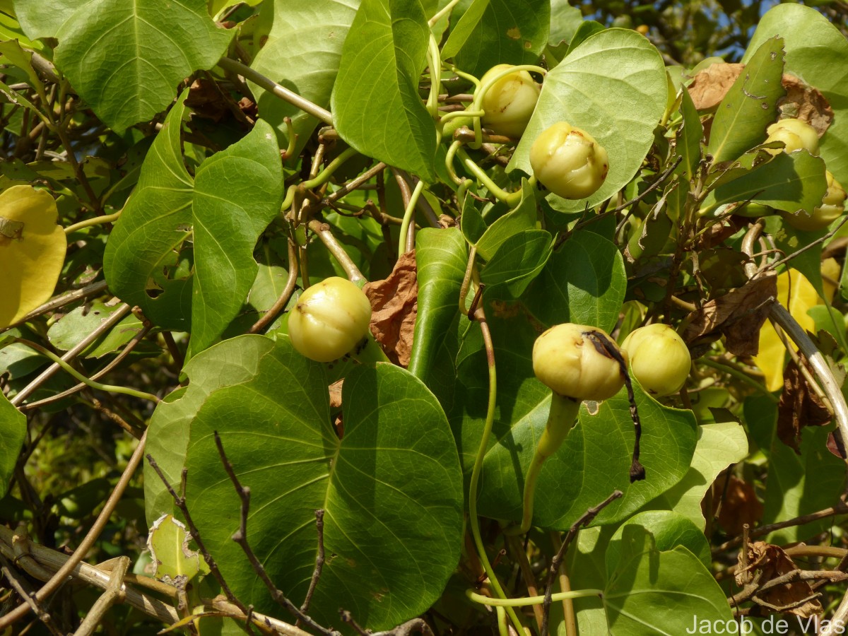Ipomoea violacea L.